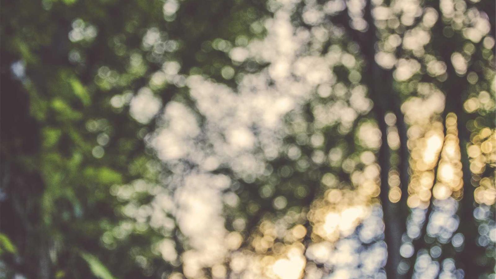 Zonlicht dat door bomen valt